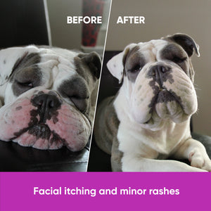 Dog Allergy Chews for Itchy Skin