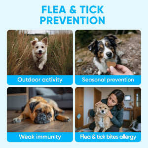 Chewable Flea and Tick Prevention for Dogs
