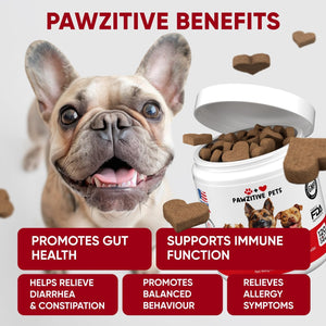 Probiotics for Dogs Digestive Health