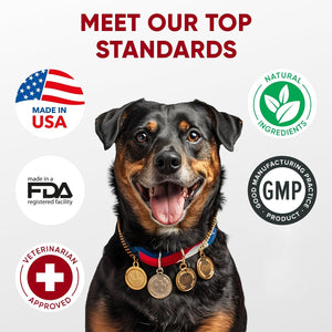 Probiotics for Dogs Digestive Health